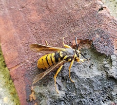 Paranthrene simulans