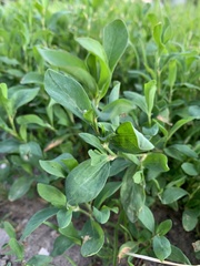 Polygonum aviculare