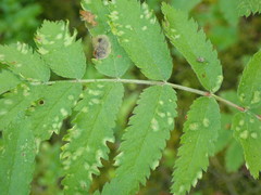 Stigmella sorbi