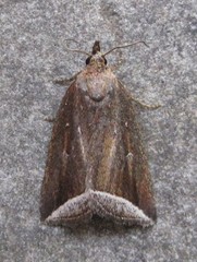 Capis curvata