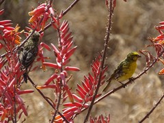 Crithagra dorsostriata