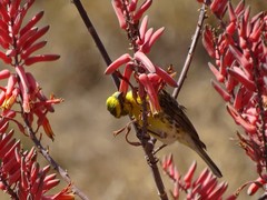 Crithagra dorsostriata
