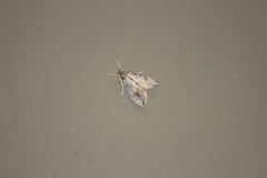 Evergestis rimosalis