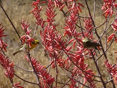 Crithagra dorsostriata