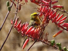Crithagra dorsostriata