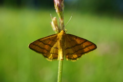 Idaea aureolaria