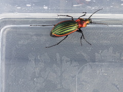 Carabus lineatus lateralis