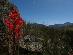 Tritoniopsis triticea