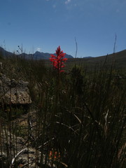 Tritoniopsis triticea