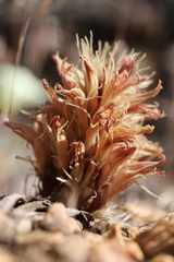 Aphyllon californicum