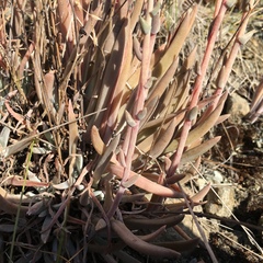 Dudleya abramsii bettinae