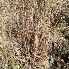 Dudleya abramsii bettinae