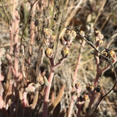 Dudleya abramsii bettinae