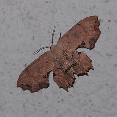 Dysaethria flavistriga