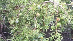 Juniperus oxycedrus oxycedrus