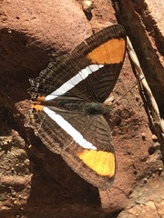 Adelpha cytherea