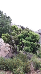Juniperus oxycedrus oxycedrus