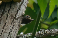 Sphyrapicus ruber