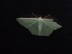Pelagodes antiquadraria