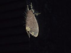 Orvasca subnotata
