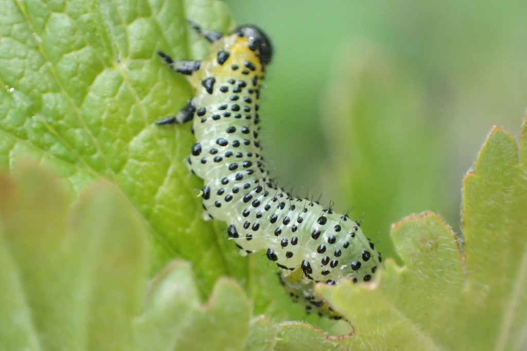 Imported Currantworm
