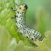 Imported Currantworm - Photo (c) Connie Taylor, some rights reserved (CC BY), uploaded by Connie Taylor