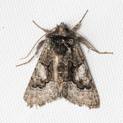 Behrensia conchiformis