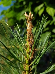 Acantholyda hieroglyphica