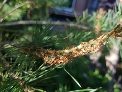 Acantholyda hieroglyphica