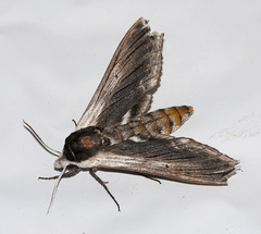 Sphinx drupiferarum