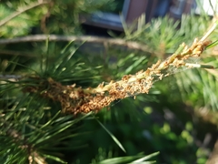 Acantholyda hieroglyphica