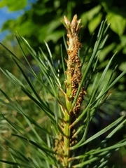 Acantholyda hieroglyphica