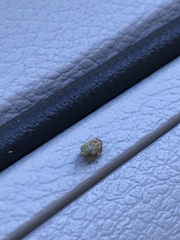 Clastoptera lineatocollis