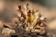 Aphyllon californicum