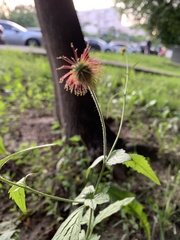Geum urbanum
