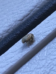 Clastoptera lineatocollis