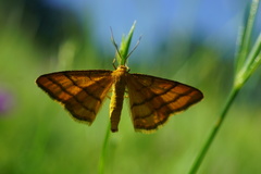 Idaea aureolaria