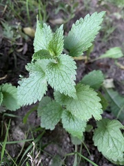 Lamium album