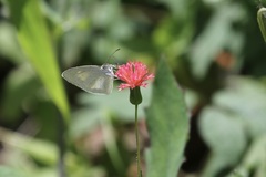 Eurema daira