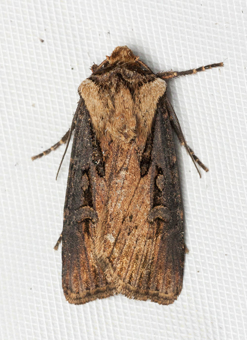 Agrotis antica