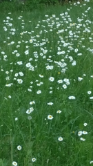 Leucanthemum vulgare