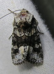 Lacinipolia olivacea