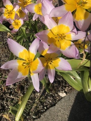Tulipa saxatilis