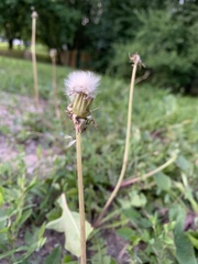 Taraxacum officinale