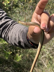 Ophisaurus compressus