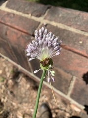 Allium