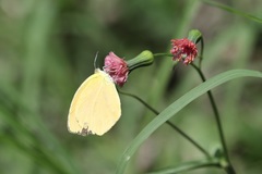 Pyrisitia dina