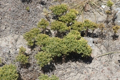 Amblyopappus pusillus