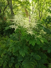 Aruncus