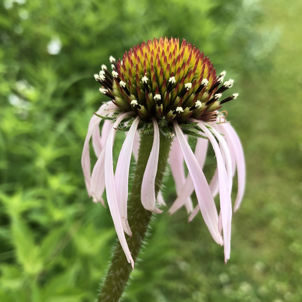 Echinacea pallida, 49022, Benton Harbor, MI, US